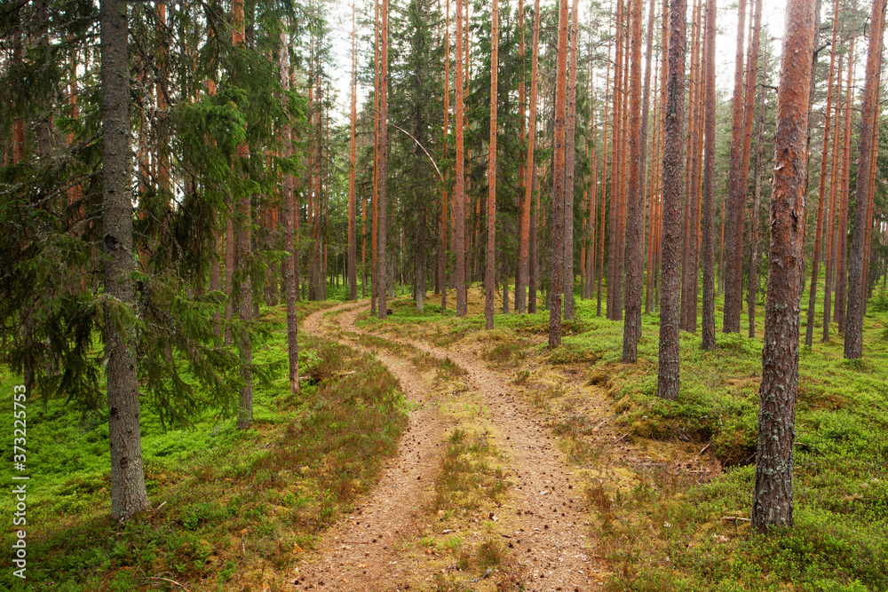 A small dirt path leading through a beautiful summery coniferous Pine grove in Estonian boreal forest. A small dirt path leading through a beautiful summery coniferous Pine grove in Estonian boreal forest.