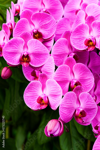 Close-up of moth orchid flowers with black background