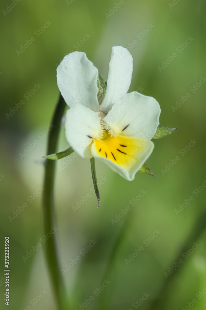 Fototapeta premium Beautiful white-yellow pansies flower in spring garden