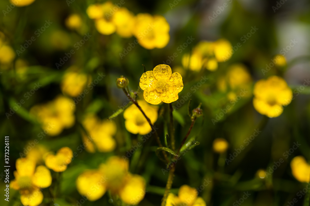 Closeup of yellow wildflower buttercup marsh marigold with raindrops at green background Closeup of yellow wildflower buttercup marsh marigold with raindrops at green background