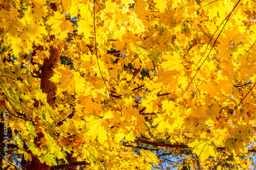 Golden fall. Norway Maple (Acer platanoides) in deciduous forest, Central Russia Golden fall. Norway Maple (Acer platanoides) in deciduous forest, Central Russia