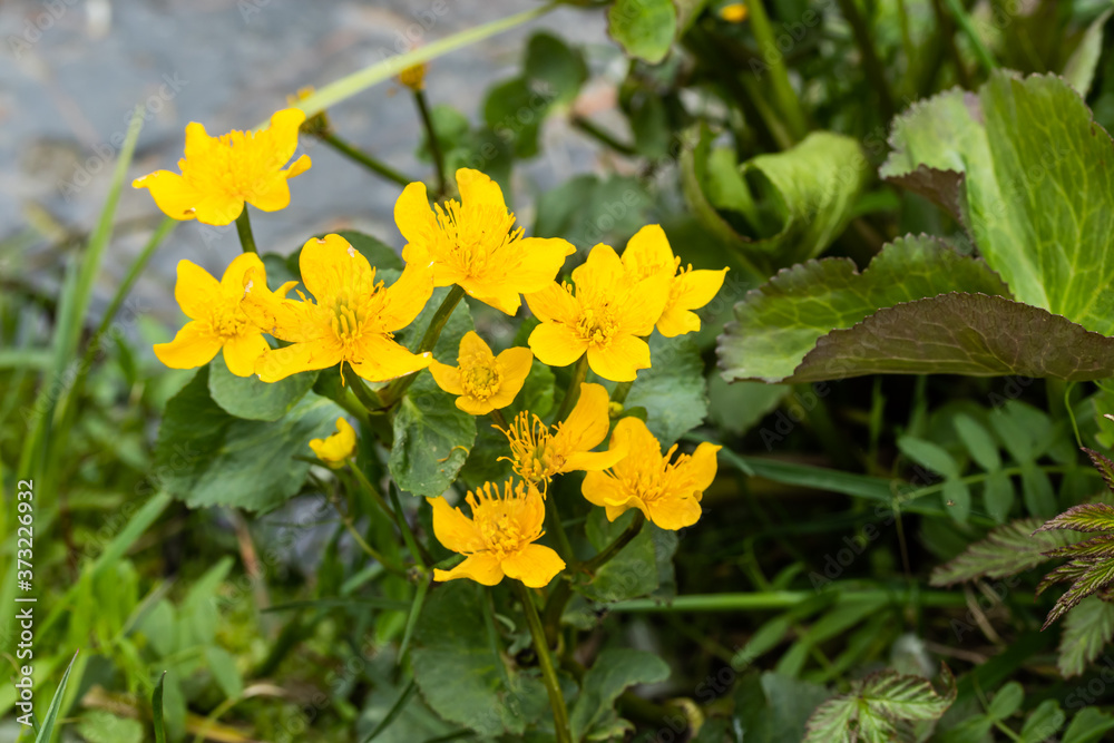Blossoming marsh marigold at water in the spring Blossoming marsh marigold at water in the spring