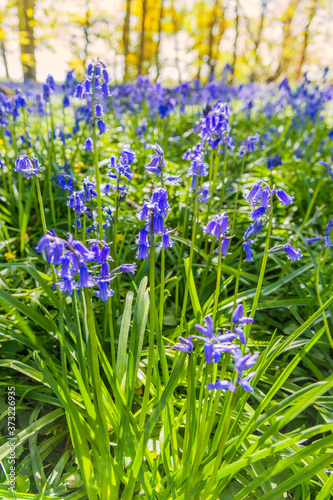 bluebells in forest outdoors wildflowers
