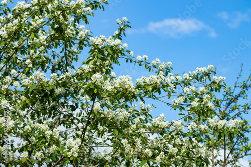 A blooming shadberry white flowers at sky background