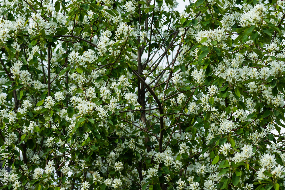 A blooming shadberry white flowers at sky background