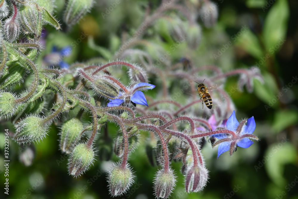 Borretsch, Borago, officinalis, Biene Borretsch, Borago, officinalis, Biene