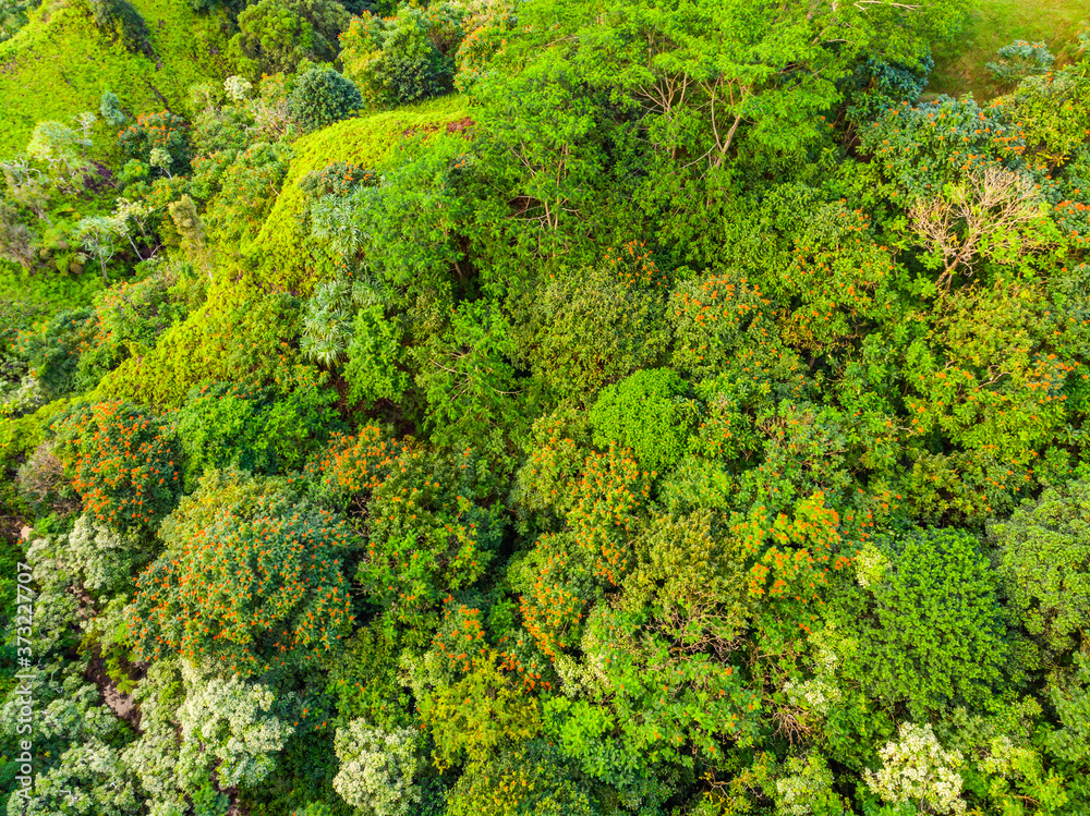 Green hills. Tropical forest. Hawaii