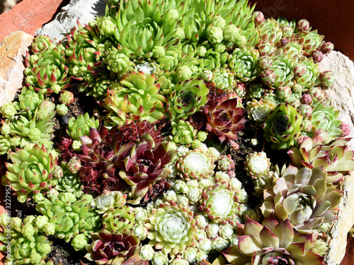 Hauswurz  Dachwurz  Sempervivum  tectorum