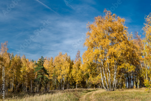 Golden fall. Silver Birch  Betula pendula  in deciduous forest in Central Russia