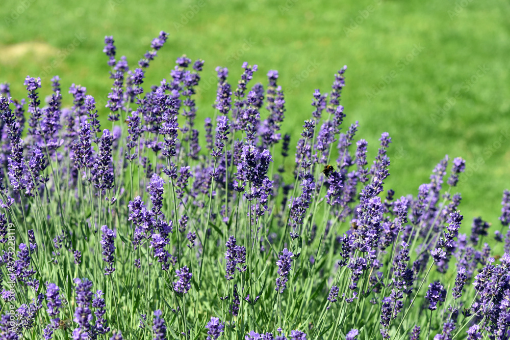 Fototapeta premium Lavendel, Lavendula, angustifolia, officinalis