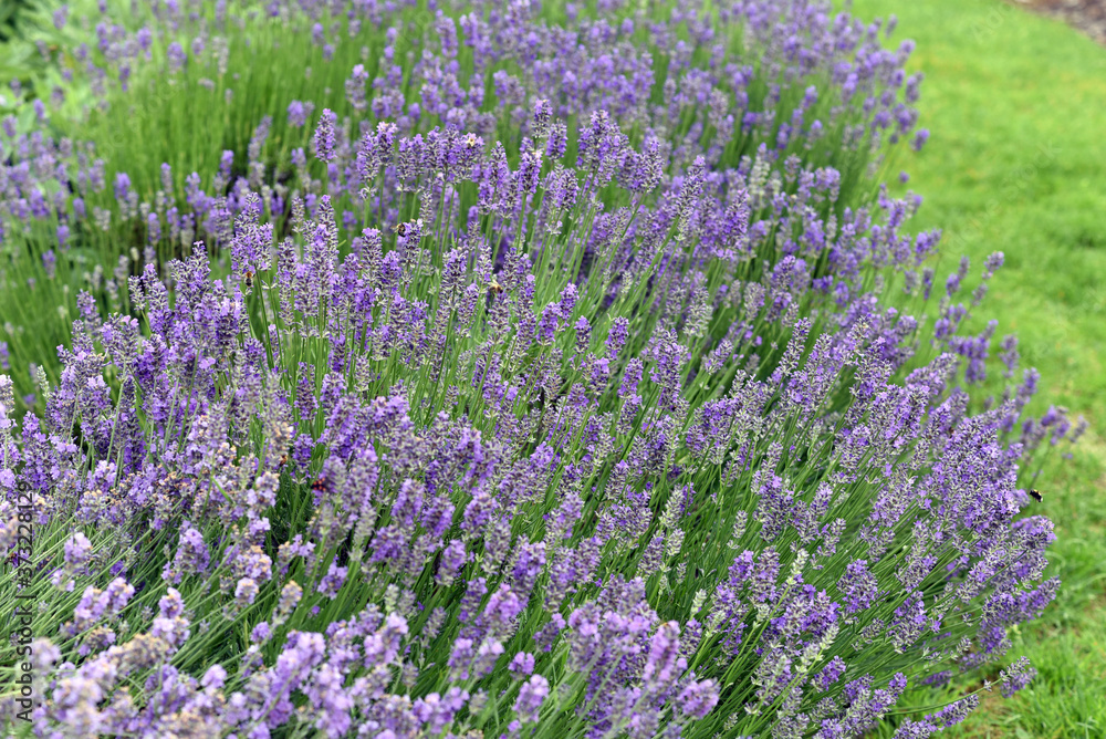 Obraz premium Lavendel, Lavendula, angustifolia, officinalis
