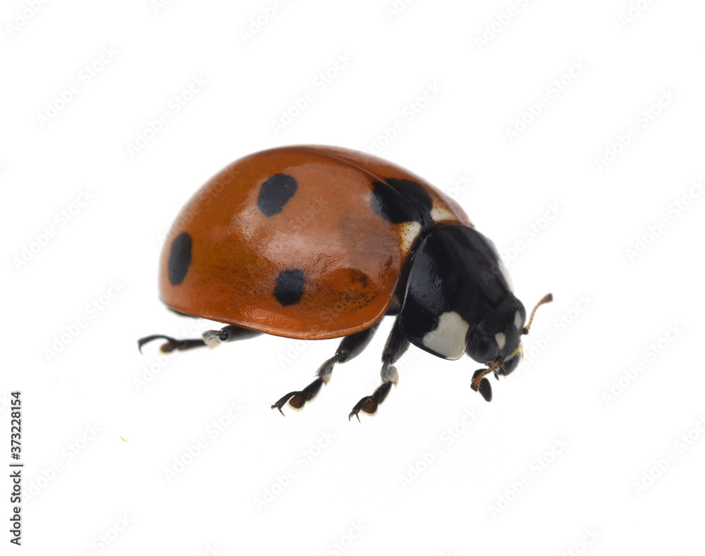 Marienkaefer; Coccinella semptempunctata Marienkaefer; Coccinella semptempunctata