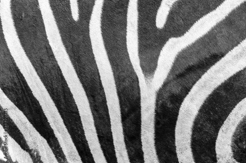 Zebra background and texture./ Photos side of zebra