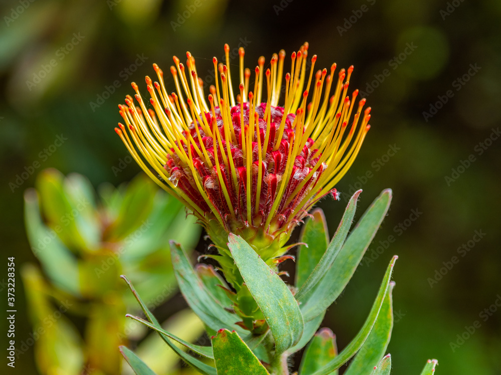 Pincushion Protea flower in full bloom. Hawaiian Flowers Found on Maui
