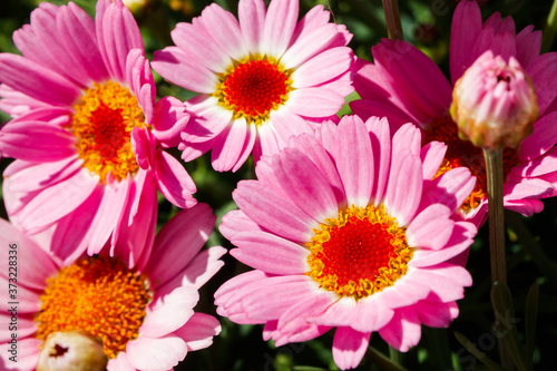 Fototapeta Naklejka Na Ścianę i Meble -  Blooming Pink Marguerite daisy or Paris daisy or Argyranthemum frutescens in the garden