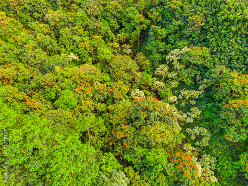 Green hills. Tropical forest. Hawaii