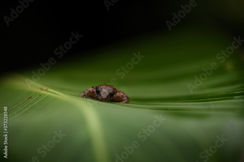 Bransford's Litter Frog on leaf black background photo