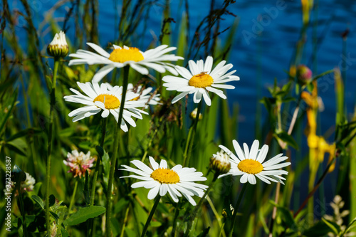 Beautiful white chamomile in grass near the lake in summer