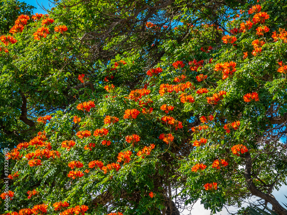 Green tree with orange flowers. Beautiful tropical park. Hawaii island 