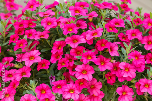 Calibrachoa or bell flower, Flower of a cultivated Million bell, Calibrachoa x hybrid