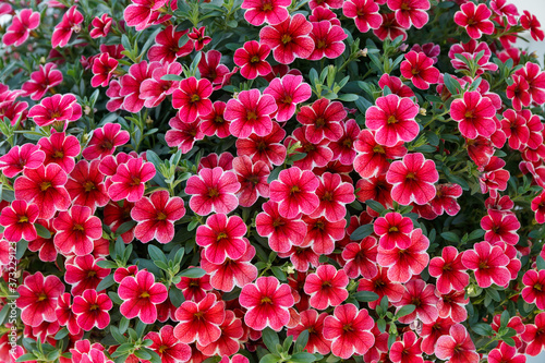 Calibrachoa or bell flower, Flower of a cultivated Million bell, Calibrachoa x hybrid