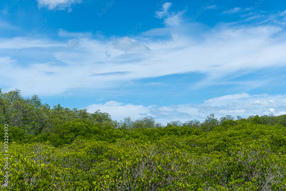 A view of mangrove forrest under the blue sky.
