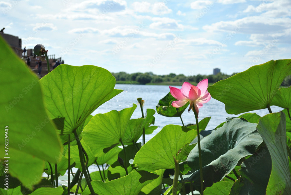 red lotus and green leaves