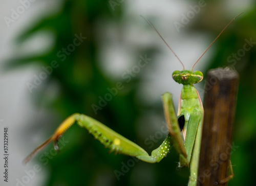 Mantids- Mantidae is one of the largest families in the order of praying mantids, based on the type species Mantis religiosa. Close up. © bogdan vacarciuc