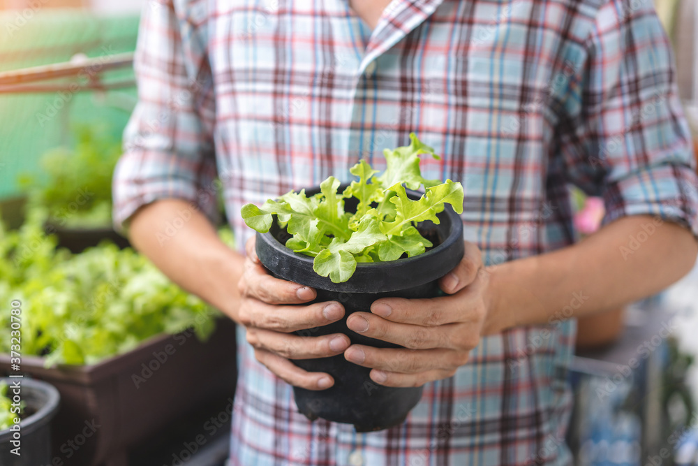 Asian man gardener holding organic salad plant in plastic plant pot, Vegetable gardening at home, Selective focus, Copy space, farming and growing your own food concept.