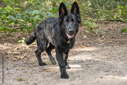 Zwarte Oudeduitse Herder pup - 5 maanden