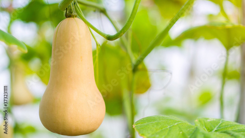 Fotografía Butternut squash(Cucurbita moschata, Butternut Pumpkin) in the organic farm gard