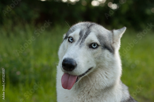 Two Siberian Husky dogs looks around. Husky dogs has black and white coat color. Snowy white background. Close up.