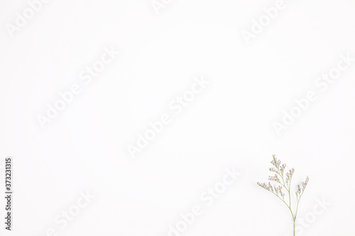 Caspia flower little purple flower plant isolated in white background in top view