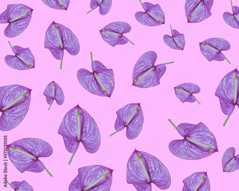 Lilac Anthurium an exotic flower on a pink background, pattern. Lilac Anthurium an exotic flower on a pink background, pattern.