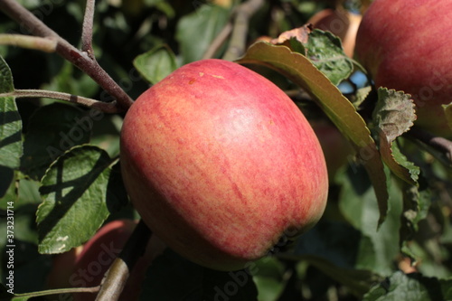 apple on tree