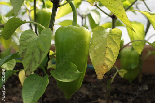 green peppers on the vine