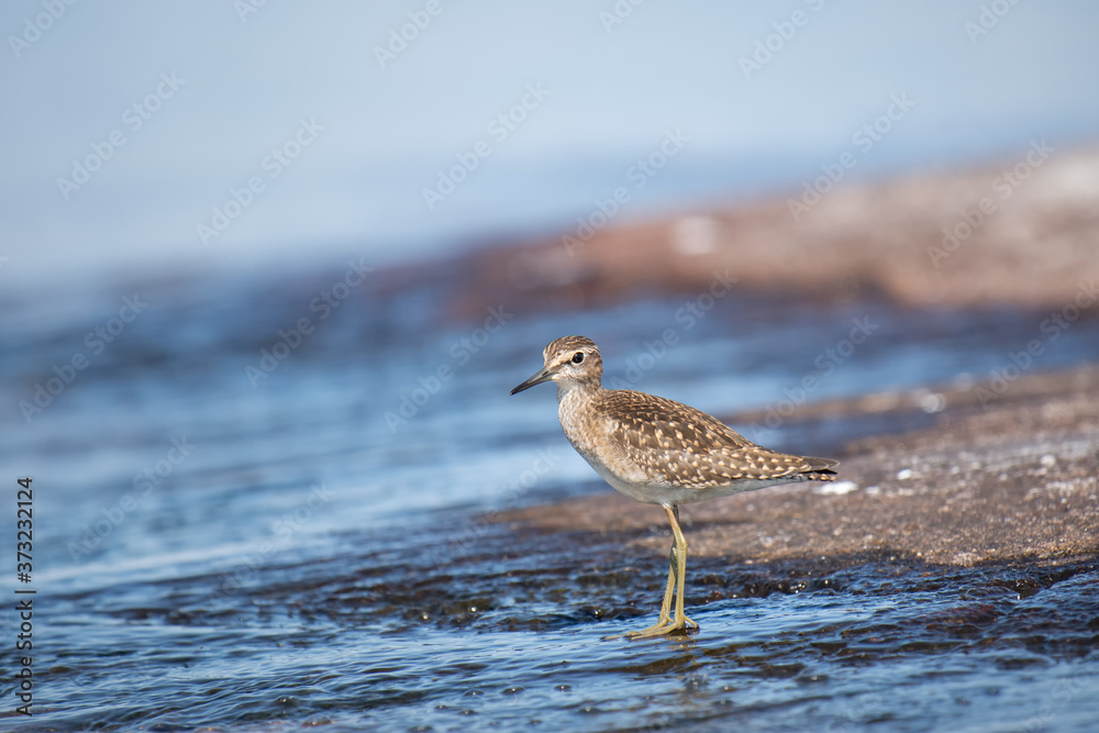 Wood Sandpiper (Tringa glareola) standing on shoreline Wood Sandpiper (Tringa glareola) standing on shoreline