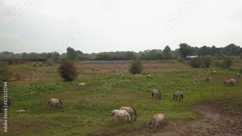 Konik horses at the floodlands of the river Rhine in the Netherlands photo