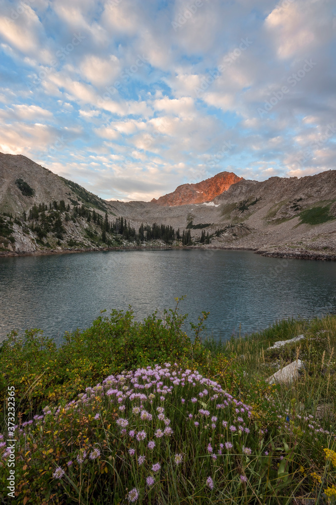 White Pine Lake in the Wasatch Mountains of Utah at sunrise. Flowers In Foreground.