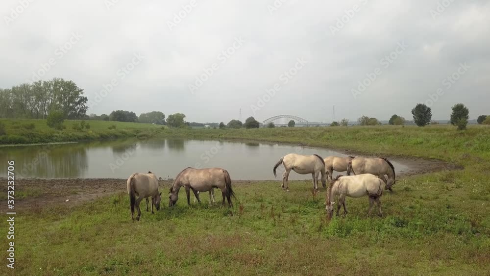 Konik horses at the floodlands of the river Rhine in the Netherlands Konik horses at the floodlands of the river Rhine in the Netherlands