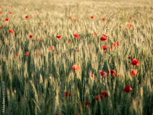 Agricultural grain field with red poppies during sunset.