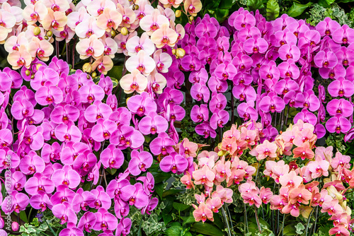 Fototapeta Naklejka Na Ścianę i Meble -  Beautiful moth orchid flowers in the garden