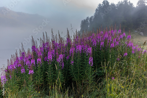 Colorful fireweed flowers on the shore of the lake of Silvaplana in the Engadin valley at sunrise with the fog over the water