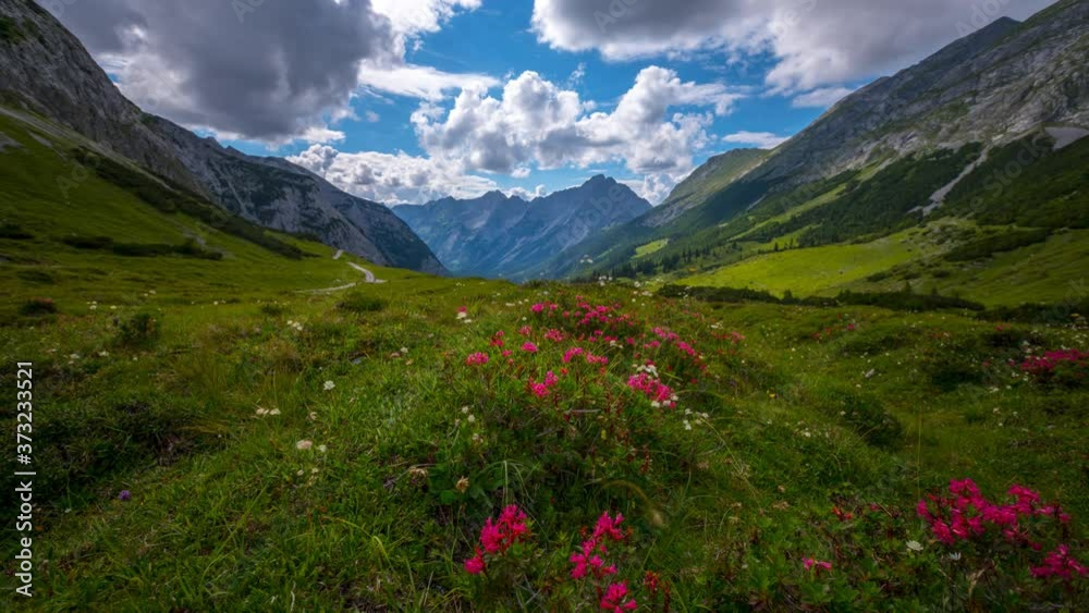 Beautiful Alps, Blooming meadow with several flowers above a altitude of 1500m. Time lapse nature landscpaes austria karwendel.