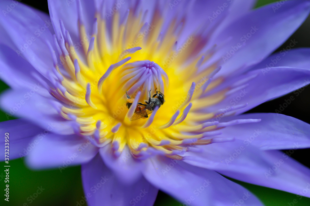 Obraz premium lotus or purple lotus and a bee
