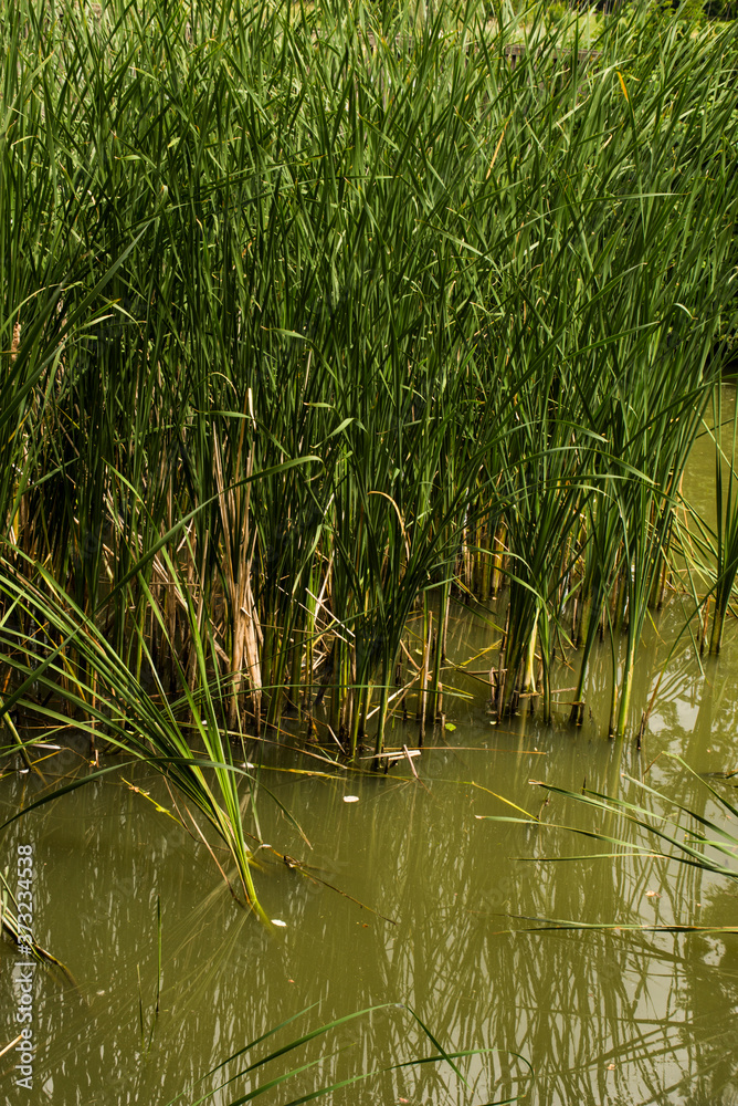 reeds in the water