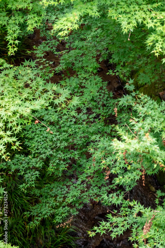 Fototapeta Naklejka Na Ścianę i Meble -  京都・東福寺の通天橋から見た、眼下に広がる青紅葉と新緑の木々