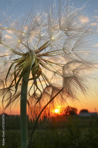 sunset over the field