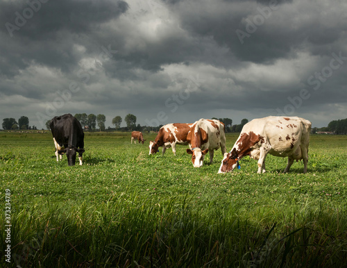 Dark storm clouds behind some dairy cows on an organic farm in Delfland, Delft