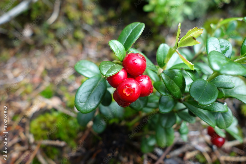 Red ripe cranberries in the forest